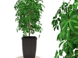 scheffler schefflera - dekoratif yapraklı bitkiler 3D Model