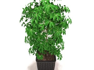 scheffler schefflera - decorative foliage plants 3D Model