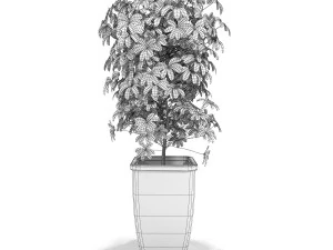 scheffler schefflera - decorative foliage plants 3D Model