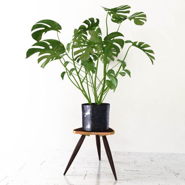 monstera 3D 模型 .c4d .max .obj .3ds .fbx .stl .blend 
