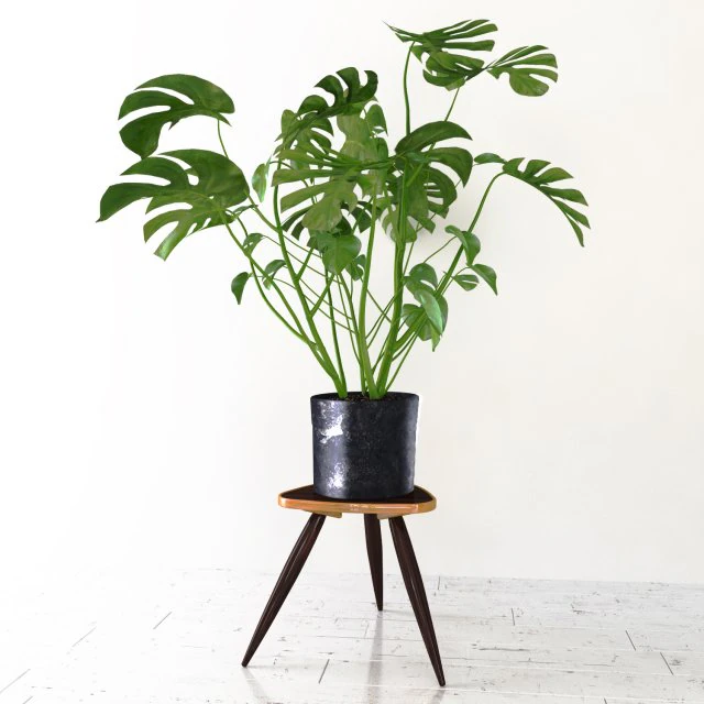 monstera 3D Model .c4d .max .obj .3ds .fbx .stl .blend