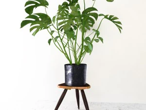 몬스테라 3D 모델