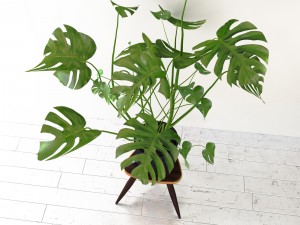 monstera 3D 模型