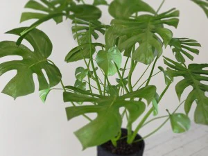monstera 3D Model