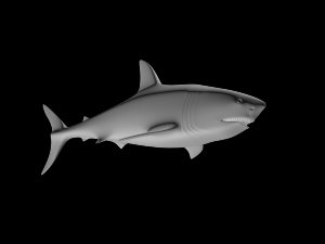 shark 3D 모델