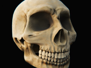 skull - blender3d Model 3D
