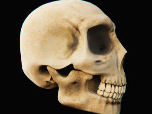 skull - blender3d Modelo 3D