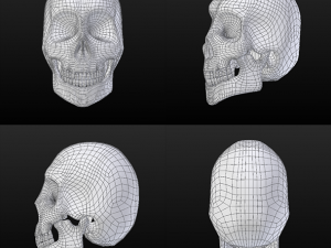 skull - blender3d Modelo 3D