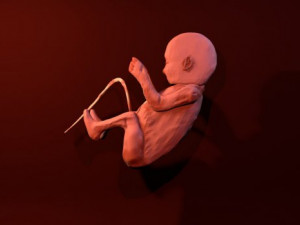 human fetus and baby playing 3D Модель