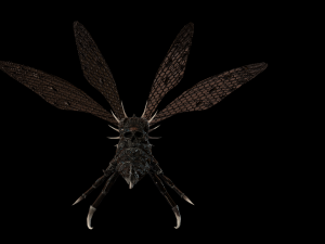 flying bug 2 3D Model