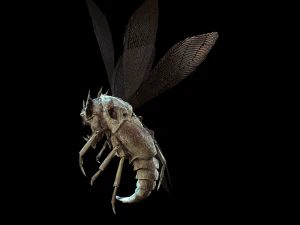 flying bug4 3D Model