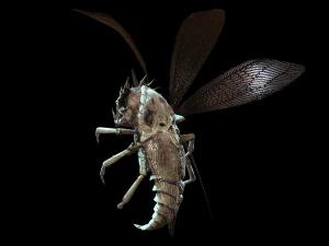 flying bug4 3D Model