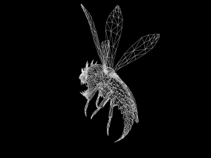 flying bug4 3D Model