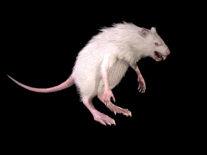 wererat Modello 3D