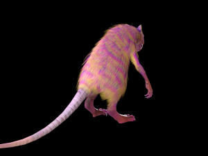 wererat Modello 3D