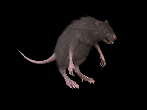 wererat Modello 3D