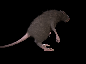wererat Modello 3D