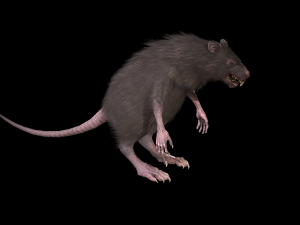 wererat Modello 3D