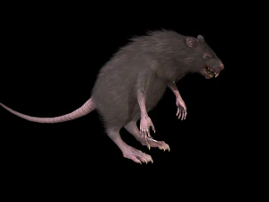 wererat 3D Model