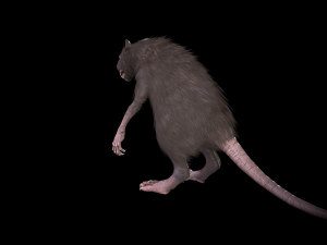 wererat Modello 3D