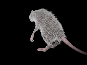 wererat Modello 3D