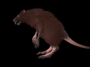 wererat Modello 3D