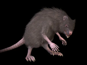wererat 3D Model
