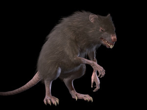 wererat Modello 3D