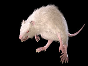 wererat Modello 3D