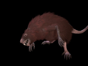 wererat Modello 3D