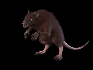wererat Modello 3D