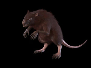 wererat 3D Model