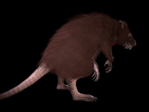 wererat Modello 3D
