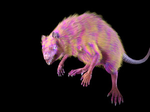 wererat Modello 3D