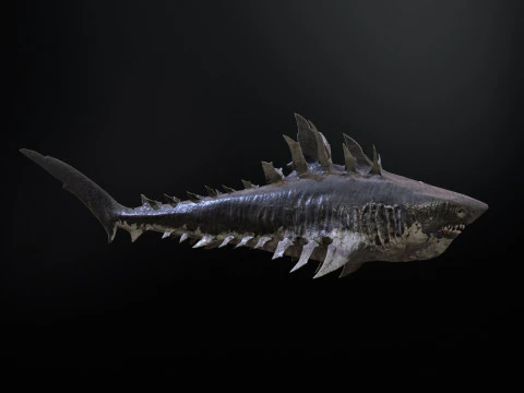 Squalo4 Modello 3D