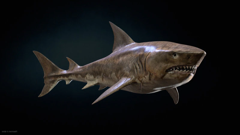 Squalo5 Modello 3D .c4d .max .obj .3ds .fbx .stl .blend 