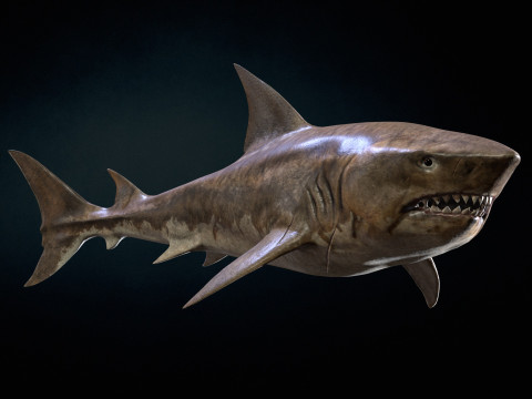 Shark5 Modelo 3D