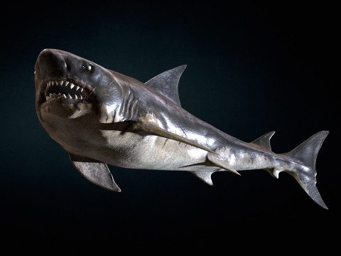Shark5 3D Model