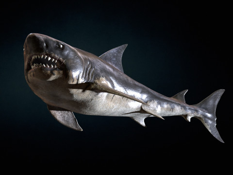 Shark5 3D Model