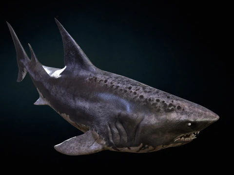 Squalo5 Modello 3D