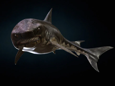 Squalo5 Modello 3D