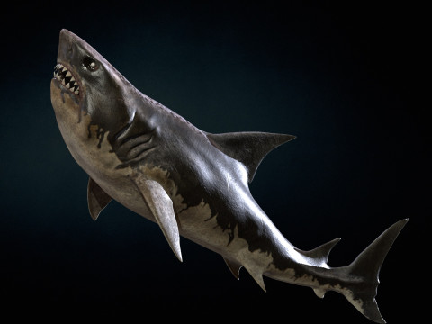 Shark5 3D Model