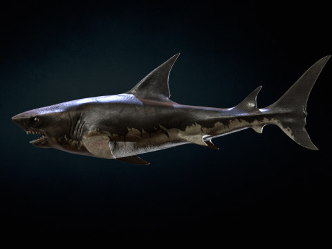 Shark5 3D Model