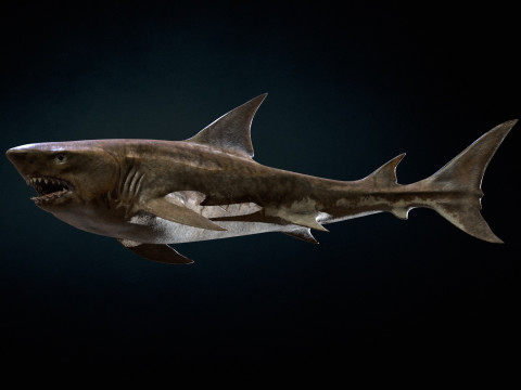 Shark5 3D Model