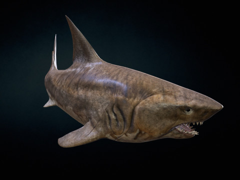 Shark5 3D Model