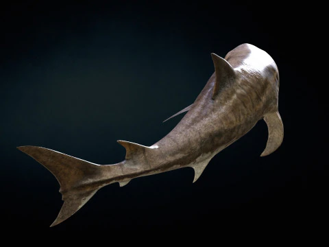 Squalo5 Modello 3D
