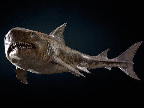 Shark5 3D Model