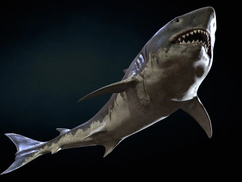 Squalo5 Modello 3D