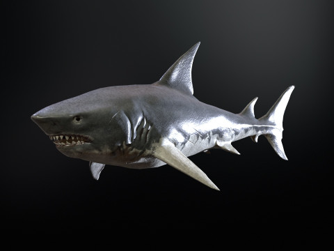 Shark5 3D Model