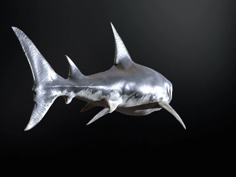 Squalo5 Modello 3D